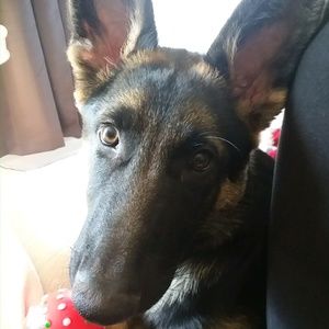 Meet your Posher, Skye